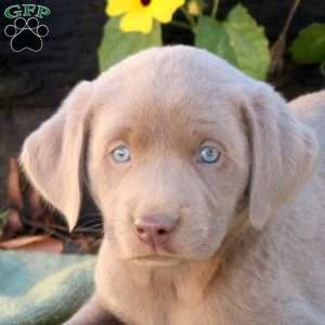 Orzo, Silver Labrador Retriever Puppy