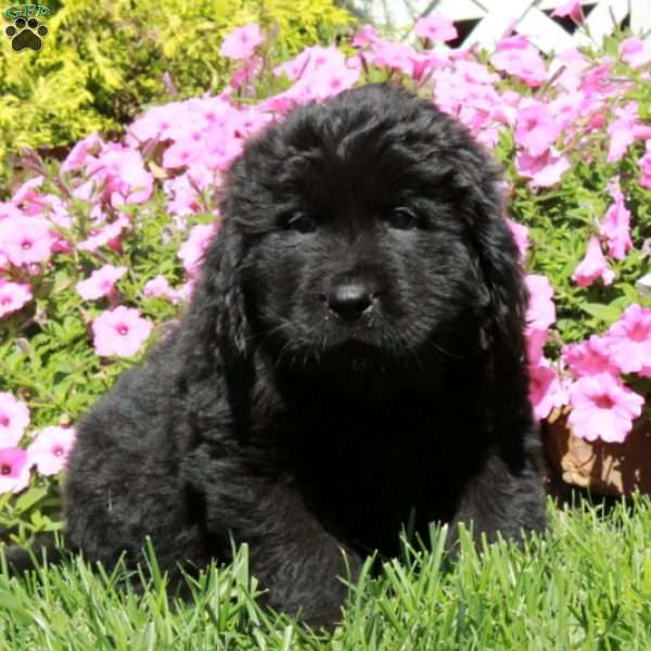 Oscar, Newfoundland Puppy