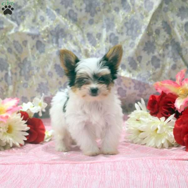 Oscar, Yorkie Puppy