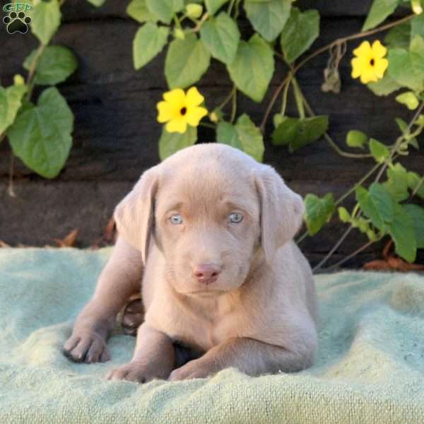 Oscar, Silver Labrador Retriever Puppy