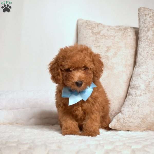 Oscar, Miniature Poodle Puppy