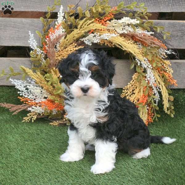 Oscar, Mini Bernedoodle Puppy