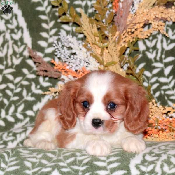 Oscar, Cavalier King Charles Spaniel Puppy