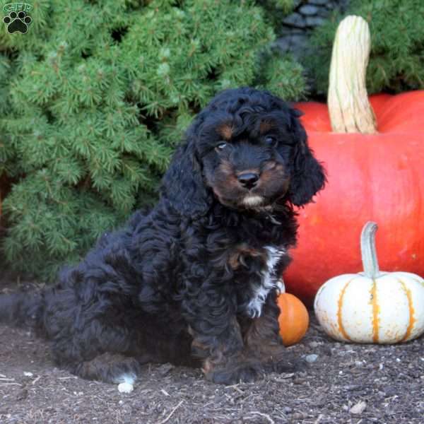 Oscar, Cockapoo Puppy