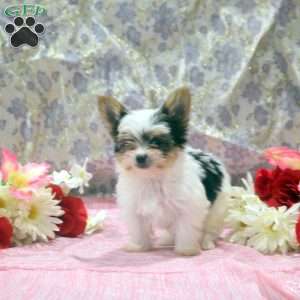 Oscar, Yorkie Puppy