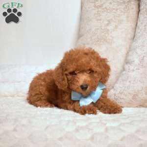 Oscar, Miniature Poodle Puppy