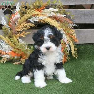Oscar, Mini Bernedoodle Puppy