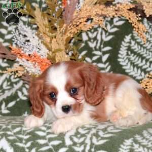 Oscar, Cavalier King Charles Spaniel Puppy