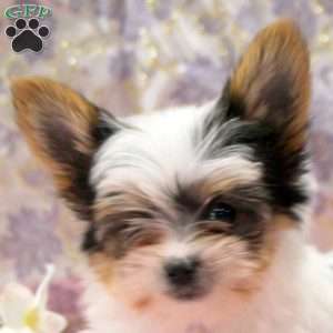 Oscar, Yorkie Puppy