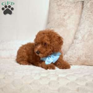 Oscar, Miniature Poodle Puppy
