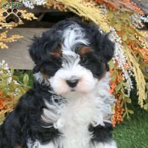 Oscar, Mini Bernedoodle Puppy