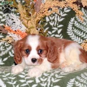 Oscar, Cavalier King Charles Spaniel Puppy