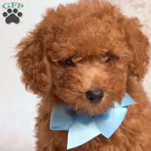 Oscar, Miniature Poodle Puppy