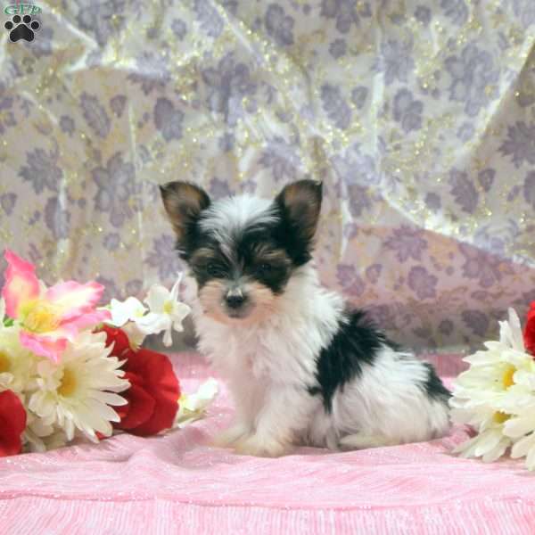 Owen, Yorkie Puppy