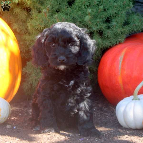 Owen, Cockapoo Puppy