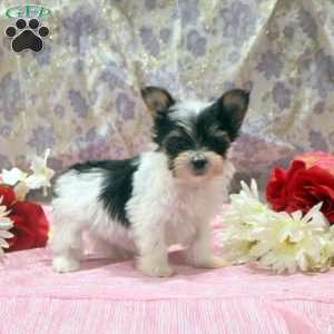 Owen, Yorkie Puppy