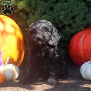 Owen, Cockapoo Puppy