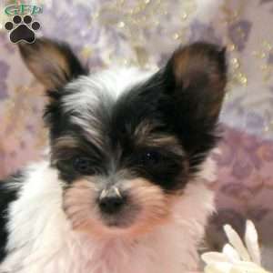 Owen, Yorkie Puppy