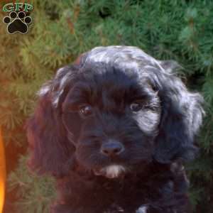 Owen, Cockapoo Puppy