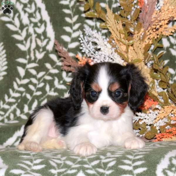 Ozzie, Cavalier King Charles Spaniel Puppy