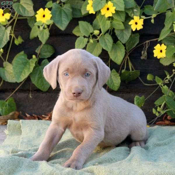 Ozzie, Silver Labrador Retriever Puppy
