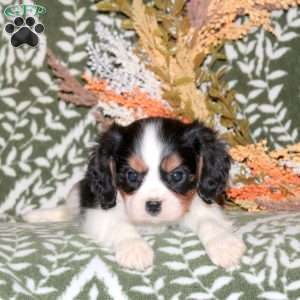 Ozzie, Cavalier King Charles Spaniel Puppy