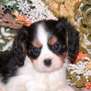Ozzie, Cavalier King Charles Spaniel Puppy