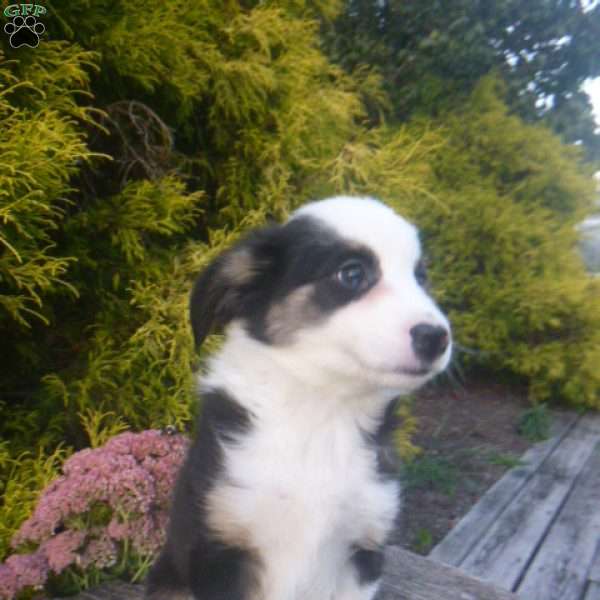Jimbo, Miniature Australian Shepherd Puppy