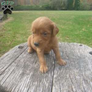 Love, Golden Irish Puppy