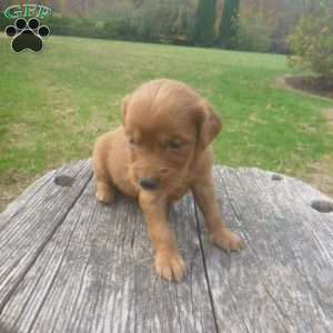 Love, Golden Irish Puppy