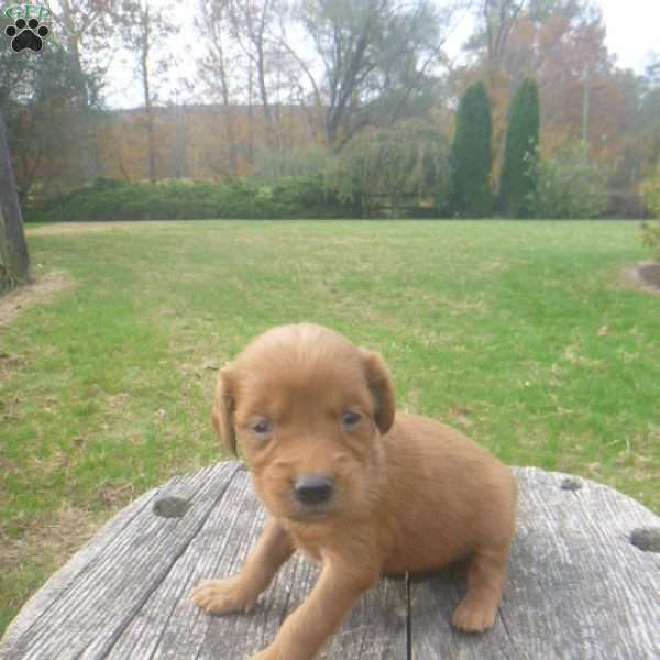 Love, Golden Irish Puppy