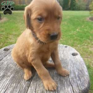 Lolly, Golden Irish Puppy