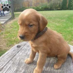 Lolly, Golden Irish Puppy
