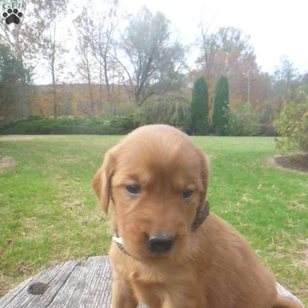 Lolly, Golden Irish Puppy