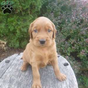 Lanny, Golden Irish Puppy