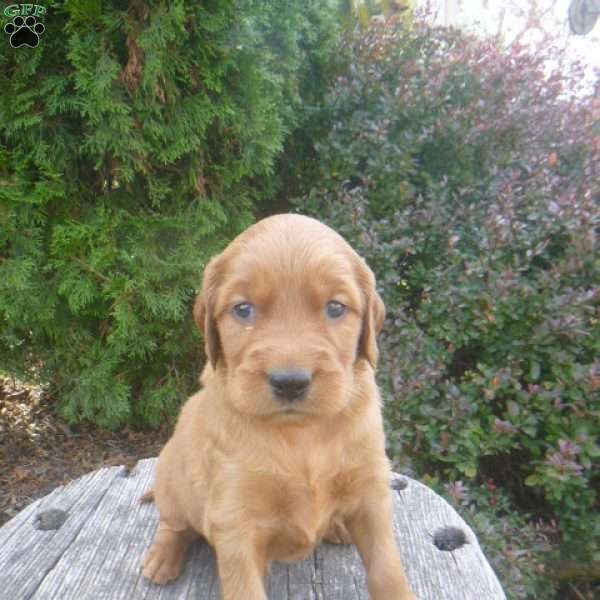 Lanny, Golden Irish Puppy