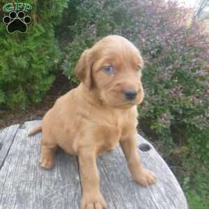 Lanny, Golden Irish Puppy