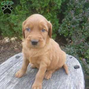 Lanny, Golden Irish Puppy