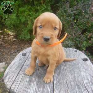 Lincoln, Golden Irish Puppy