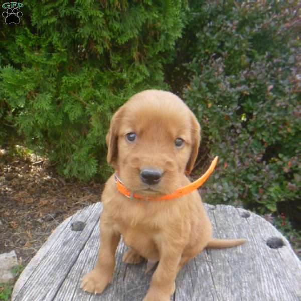 Lincoln, Golden Irish Puppy