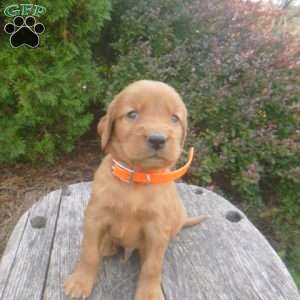Lincoln, Golden Irish Puppy