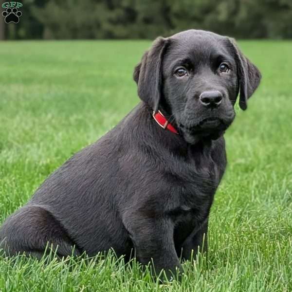 Tucker, Black Labrador Retriever Puppy
