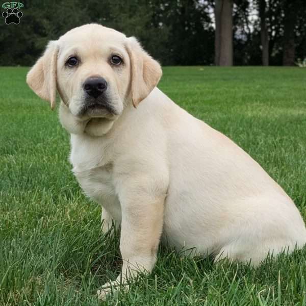 Todd, Black Labrador Retriever Puppy