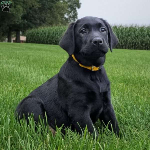 Tansy, Black Labrador Retriever Puppy