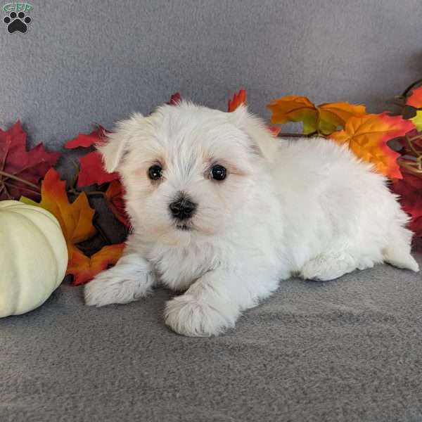 Pumpkin, Maltese Puppy