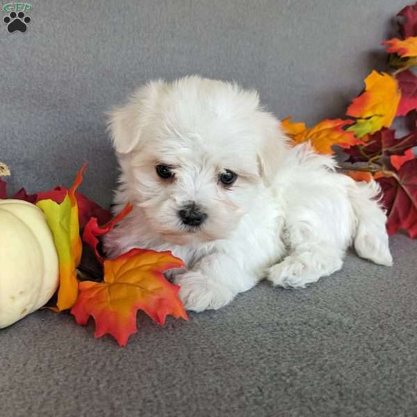 Princess, Maltese Puppy