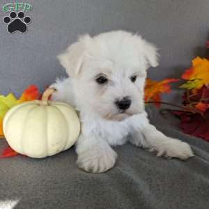 Polo, Maltese Puppy