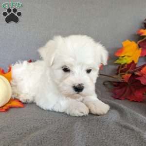 Polo, Maltese Puppy