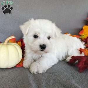 Polo, Maltese Puppy