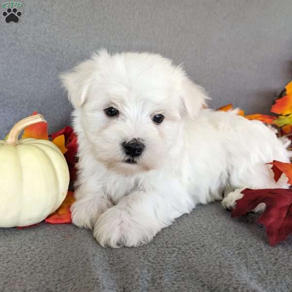Polo, Maltese Puppy